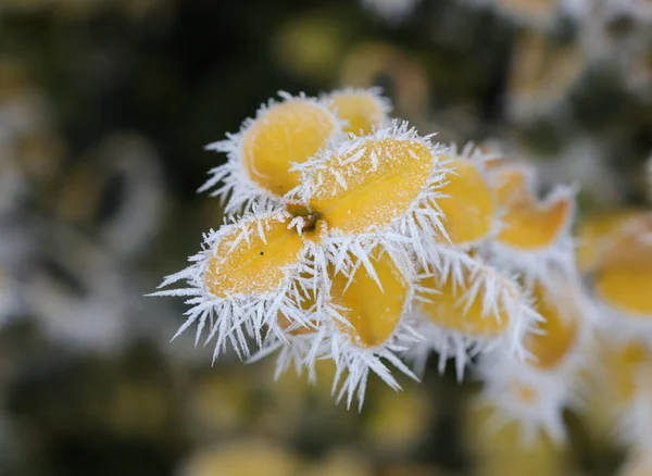 Little Yellow Leaves Covered Hoar Frost — Stock Photo, Image