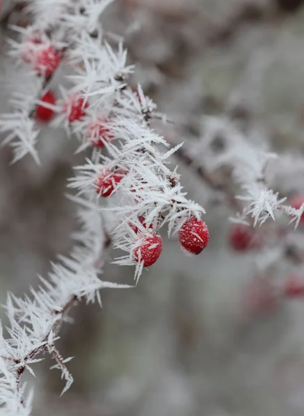 Contrast White Hoar Frost Red Berries — Stock Photo, Image