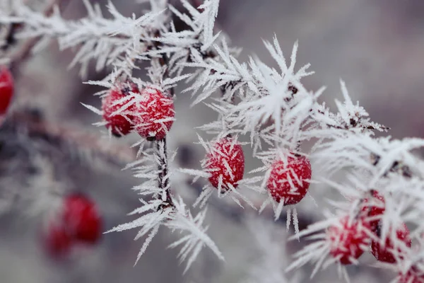 Frosty Red Berries Close — Stock Photo, Image