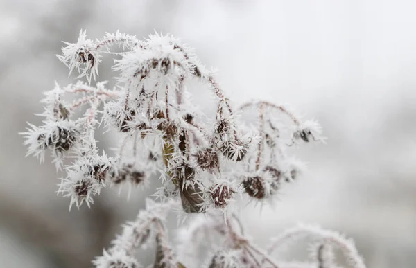 Une Framboise Givre Râpé — Photo