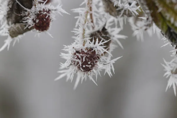 Bunch Raspberries Frost — Stock Photo, Image