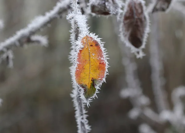 Lonely Yellow Leaf Hoar Frost — Stock Photo, Image