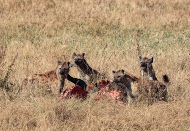 Sırtlan sürüsü ziyafet çekiyor.