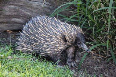 Çimlerin üzerinde bir ekidna