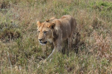Doğada vahşi bir aslan