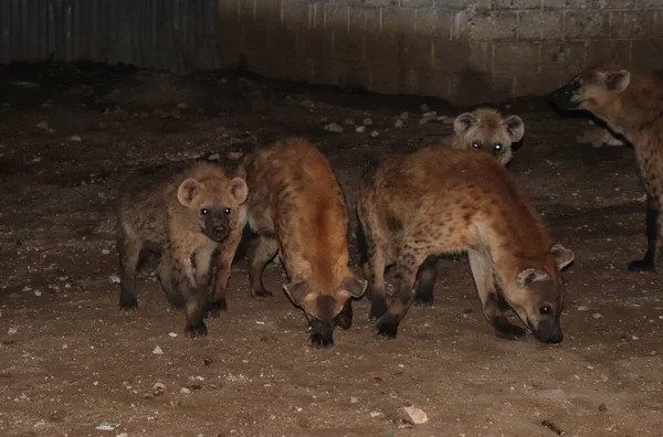 Ett Gäng Hyenor Kommer Nära Staden — Stockfoto