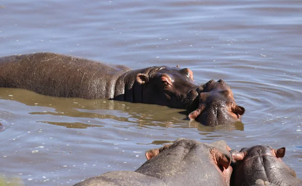 Ternero Hipopótamo Con Madre — Foto de Stock