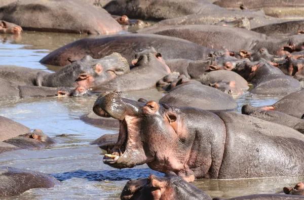 Los Hipopótamos Estanque — Foto de Stock