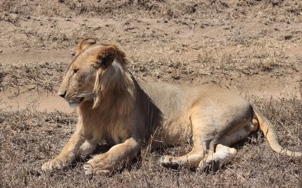 Λιοντάρι Ξαπλωμένο Στο Έδαφος — Φωτογραφία Αρχείου