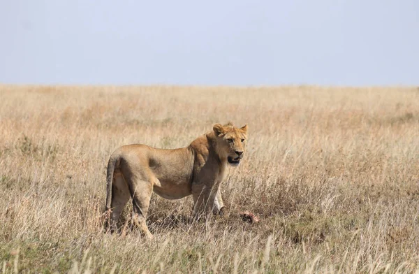 Ett Lejon Med Sin Måltid Det Vilda — Stockfoto