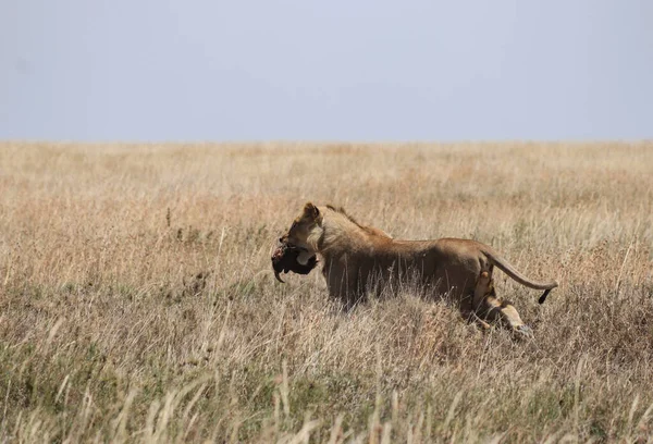Ett Lejon Som Bär Sin Måltid — Stockfoto