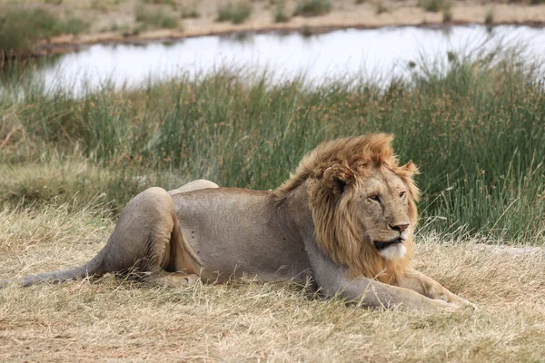 León Reposo Naturaleza — Foto de Stock