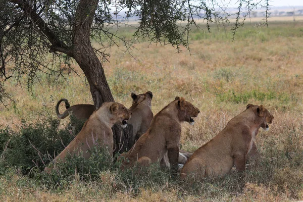 Orgullo Descansado Leonas — Foto de Stock