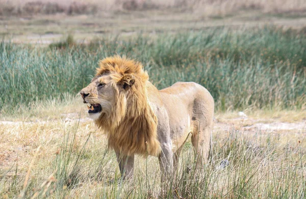 Kükreyen Bir Aslan Vahşi — Stok fotoğraf