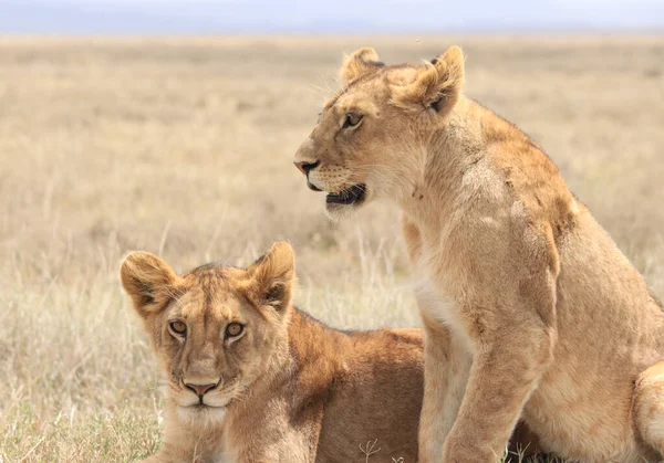 Λιονταράκια Περιμένουν Μητέρα Τους — Φωτογραφία Αρχείου