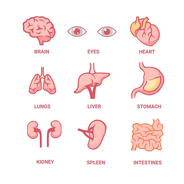 Organi umani. Anatomia epatica e struttura dei polmoni che lavorano sugli occhi reni anatomici e intestino grosso. — Vettoriale Stock