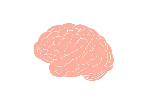 Anatomisches Gehirn. Große rosa Kreisel umgeben den gesamten Umfang komplexe Struktur der Intelligenz Gehirnorgan. — Stockvektor