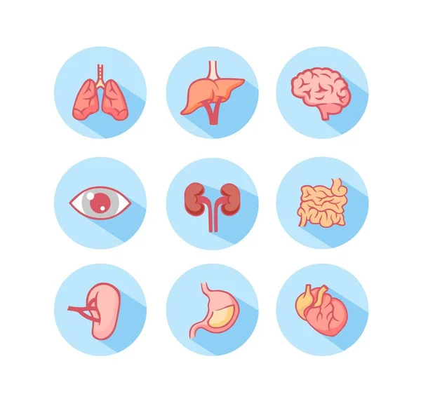 人体器官的图标。有向量胃的眼、肺解剖肾、厚肠结构. — 图库矢量图片