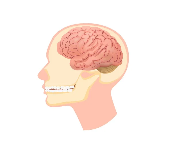 Anatomische Struktur menschlicher Kopf Illustration. Schädel im Schnitt mit Gehirn und Unterkiefermuskulatur. — Stockvektor