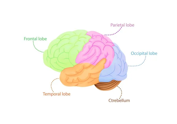 Structure du cortex cérébral illustration. Régions anatomiques colorées responsables de l'intelligence et du mouvement. — Image vectorielle