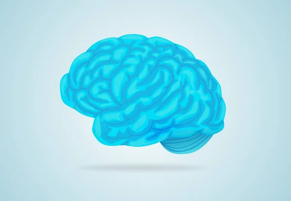 Анатомічно блакитний мозок. Велика звивина оточує всю окружність комплексної структури мозкового органу . — стоковий вектор