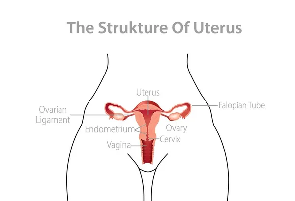 Structure female uterus clipart. Woman reproductive system in section with falopian tubes and genital vagina menstrual ovulation. — Stockvektor