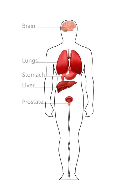 Órgãos de localização no corpo masculino. Diagrama da estrutura fisiológica do trabalho anatômico do cérebro e pulmões. — Vetor de Stock