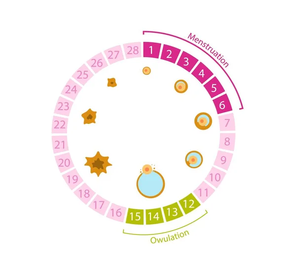 Női menstruációs ciklus. Kerekasztal ovulációs számokkal és tojásképződési folyamatdiagrammal. — Stock Vector