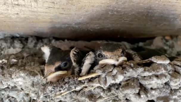Küçük Yavrularla Dolu Bir Kırlangıç Yuvası — Stok video