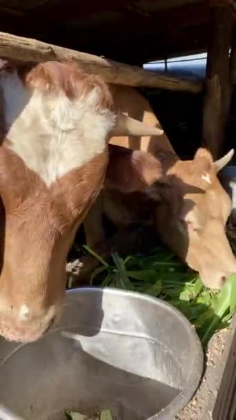 農場のフェンスの後ろに2本の赤い子牛 子牛が立って新鮮な草を食べる — ストック動画