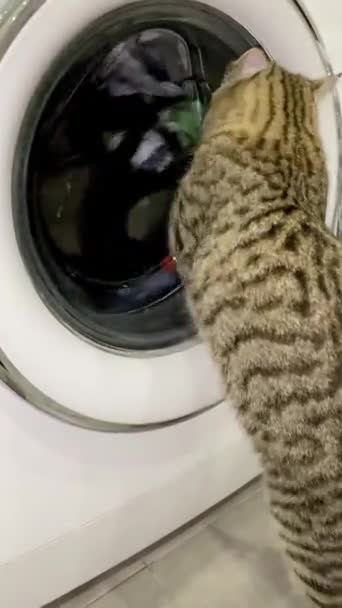 Tabby Scottish Cat Beobachtet Die Waschmaschine — Stockvideo