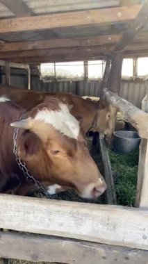 Çiftlikteki çitlerin arkasında durup taze ot yiyen iki kırmızı buzağı / gobi..