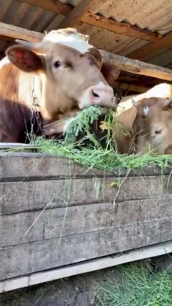 Dois Bezerros Gobies Vermelhos Ficam Atrás Cerca Fazenda Comem Grama — Vídeo de Stock