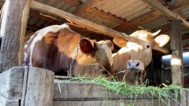 Dois Bezerros Gobies Vermelhos Ficam Atrás Cerca Fazenda Comem Grama — Vídeo de Stock