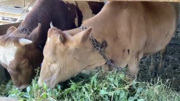 Dois Bezerros Gobies Vermelhos Ficam Atrás Cerca Fazenda Comem Grama — Vídeo de Stock