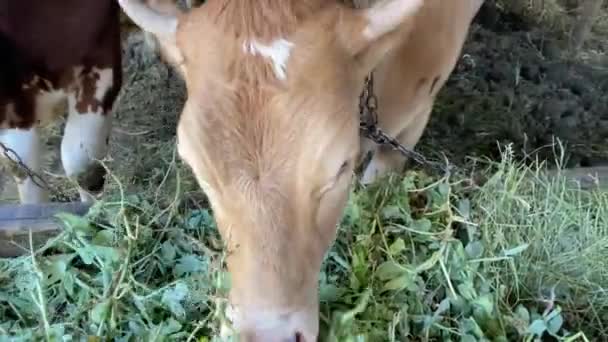 Dois Bezerros Gobies Vermelhos Ficam Atrás Cerca Fazenda Comem Grama — Vídeo de Stock