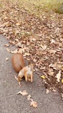 Vahşi orman hayvanı, şakacı kırmızı sincap..