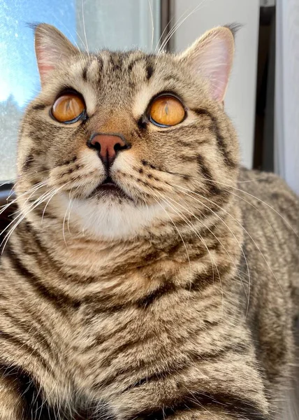 Een Tabby Bruine Schotse Kat Met Geel Oranje Ogen Zit — Stockfoto