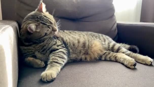 Brown Tabby Scottish Cat Washing Himself Sitting Chair — Stock Video