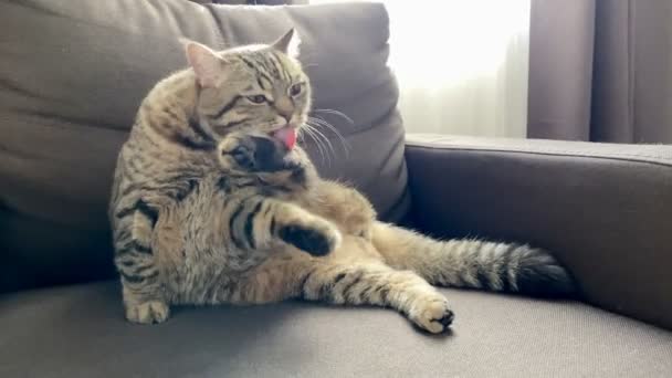 Brown Tabby Scottish Cat Πλένεται Κάθεται Μια Καρέκλα — Αρχείο Βίντεο