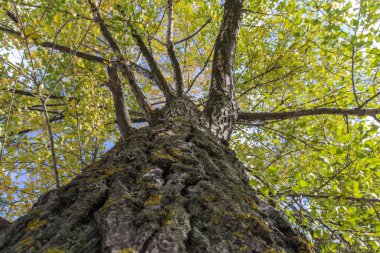 Mavi gökyüzüne karşı bir sonbahar ağacının gövdesi ve dalları