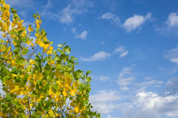 在蓝天和白云的衬托下 有黄色秋天叶子的树枝 — 图库照片