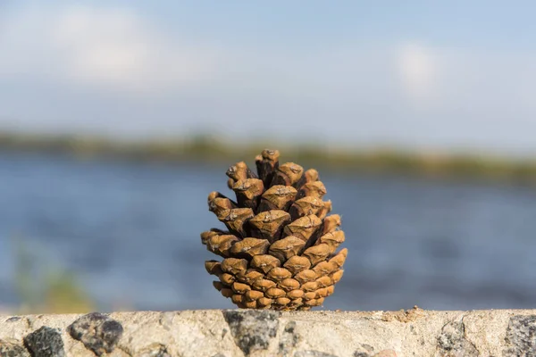 Borový Kužel Zblízka — Stock fotografie