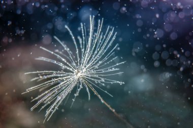 Koyu arkaplanda çiy damlaları olan karahindiba tohumunun makro fotoğrafı. Soyut grafik ögesi