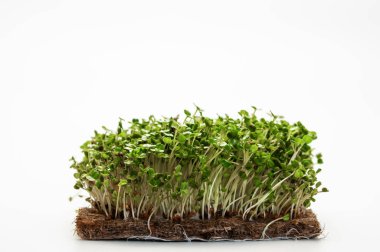 Beyaz arka planda mikroçim filizleri. Sağlıklı beslenme kavramı.