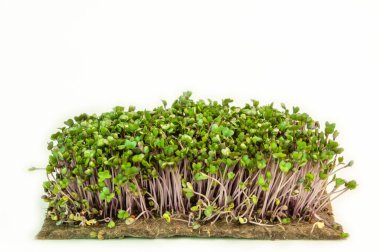 Beyaz arka planda mikroçim filizleri. Sağlıklı beslenme kavramı.