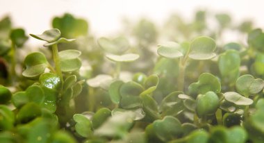 Taze mikroyeşil lahanaların yakın plan fotoğrafı. Sağlıklı beslenme kavramı.