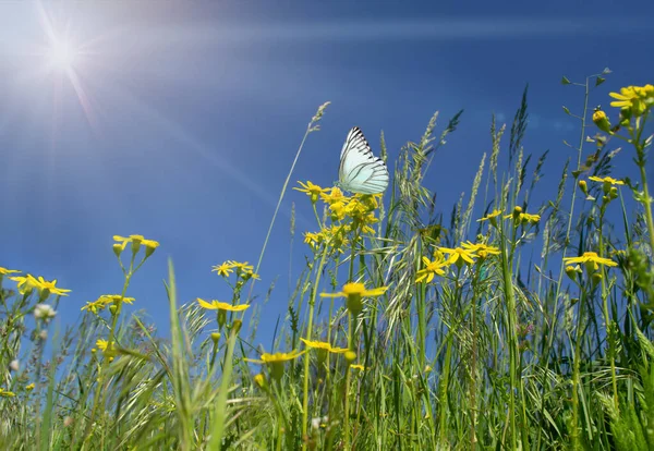 summer meadow with wildflowers, sun rays and butterflies. Summer background, wallpaper.