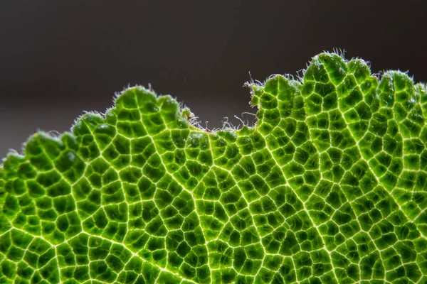 Háttérvilágítású Makro Fotózás Egy Zöld Levél Természetes Háttér — Stock Fotó