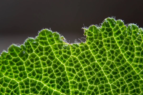 Macrofotografía Retroiluminada Una Hoja Verde Fondo Natural —  Fotos de Stock